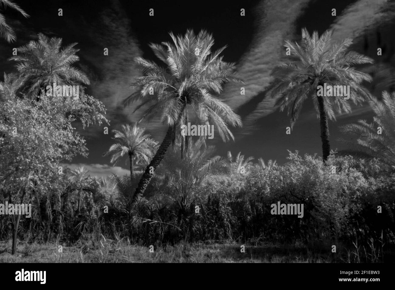 foto a infrarossi del campo delle palme di basra Foto Stock