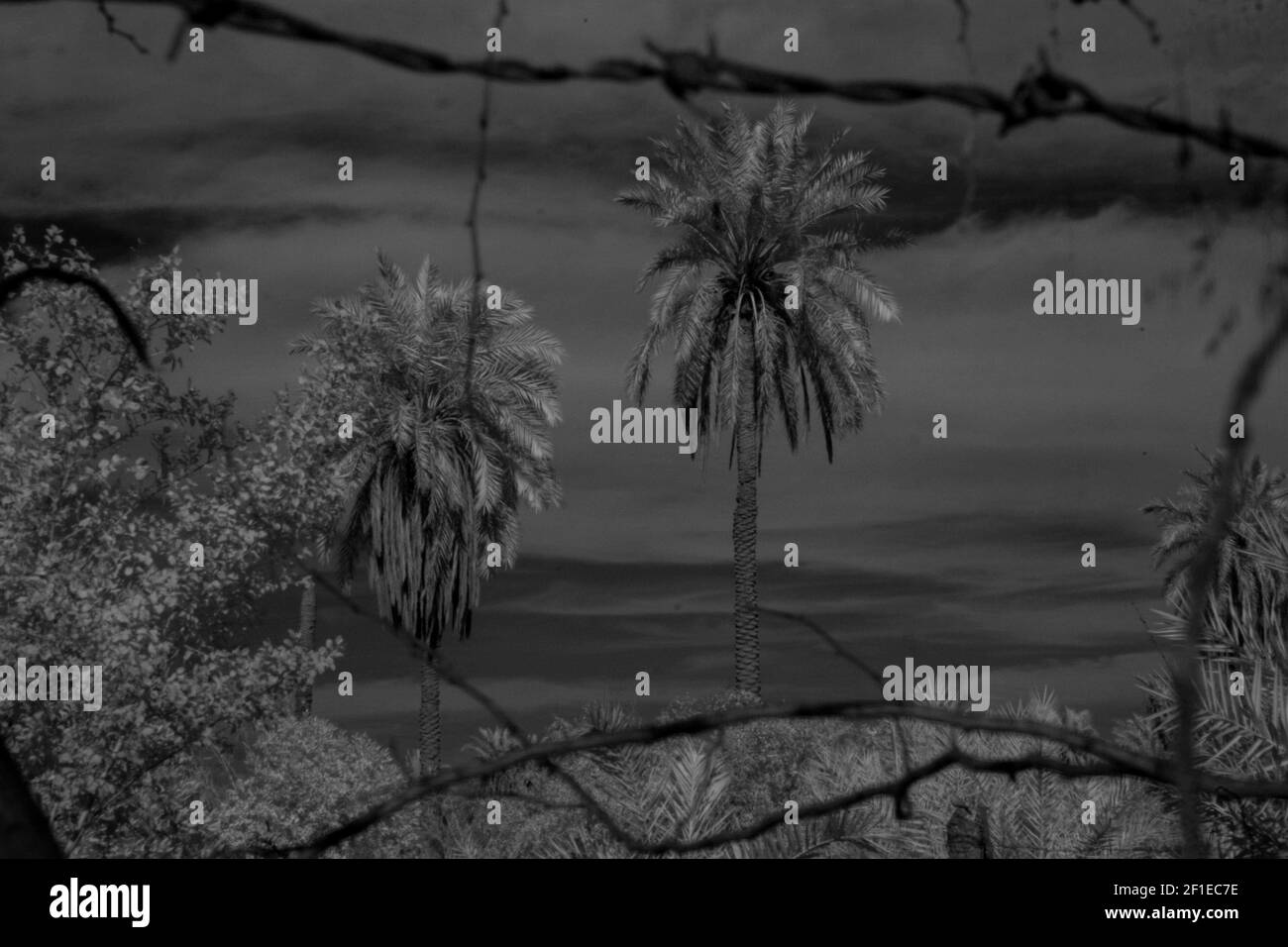 foto a infrarossi del campo delle palme di basra Foto Stock