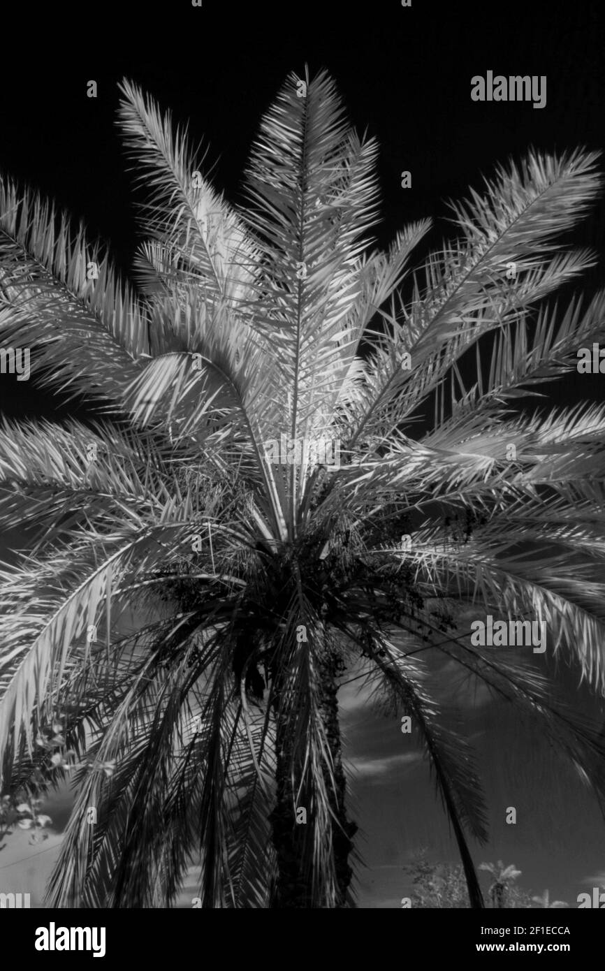 foto a infrarossi del campo delle palme di basra Foto Stock