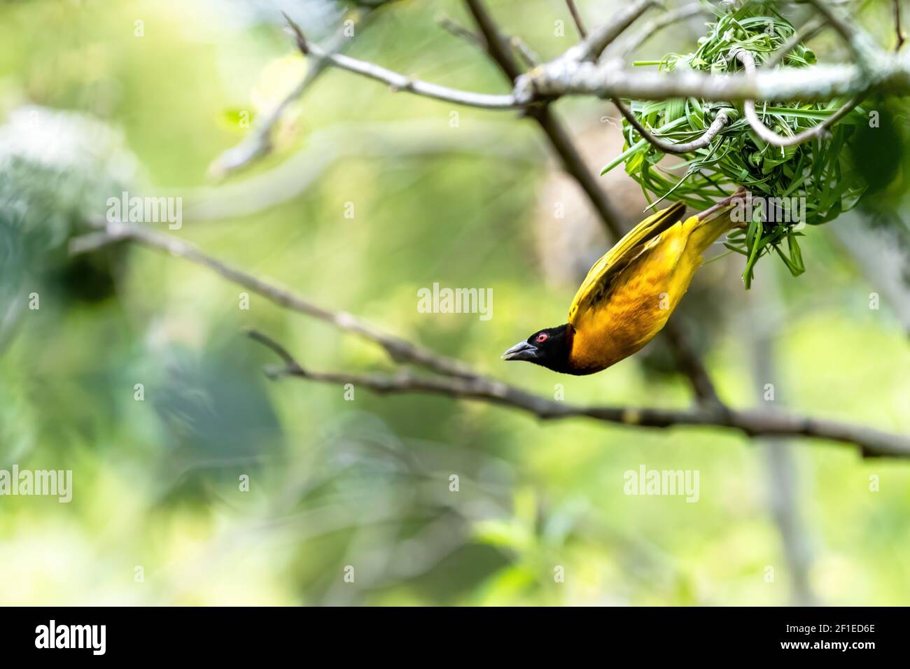 L'uccello tessitore maschio a testa nera prende il volo dal suo nido. Spazio per il testo. Foto Stock