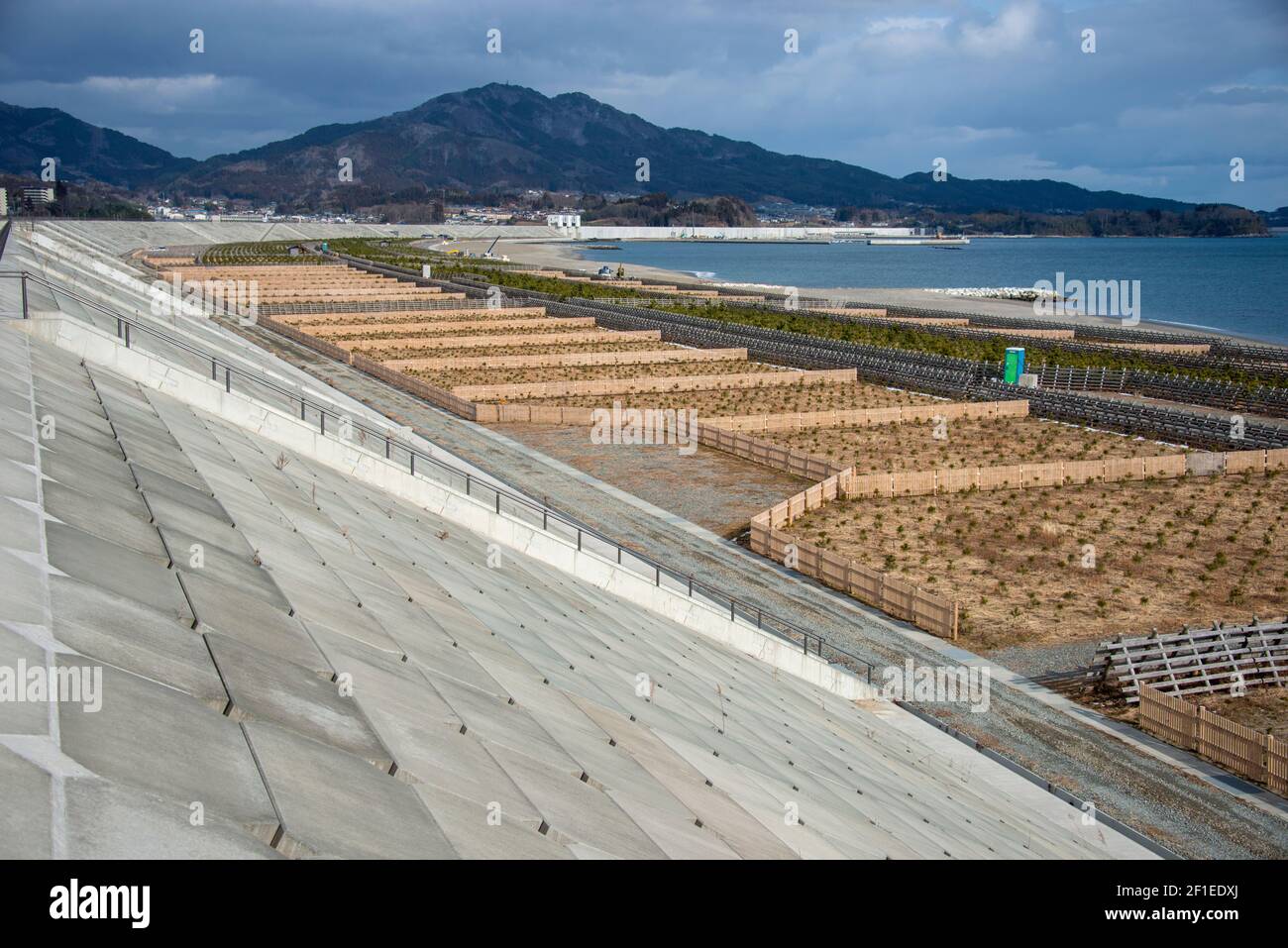 Un vivaio di pino si trova sotto le palazzine lunghe 2 km e alte 21.5 metri che il maresciallo Rikuzentakata, Prefettura di Iwate, Giappone il 19 febbraio 2021. Il 11 marzo 2021 ricorre il decimo anniversario del terremoto e dello tsunami che hanno devastato l'intera regione, portando oltre 18,000 vite umane e cancellando centinaia di migliaia di case, aziende, uffici pubblici e scuole. La città era famosa per migliaia di pini neri che fiancheggiavano il lungomare, ma furono lavati via dallo tsunami del 2011 marzo. Fotografo: Robert Gilhooly Foto Stock