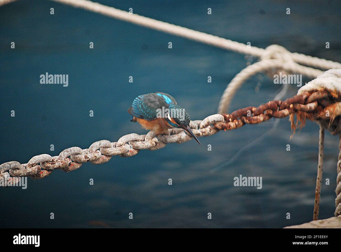 Kingfisher Bird che riposa al porto Foto Stock