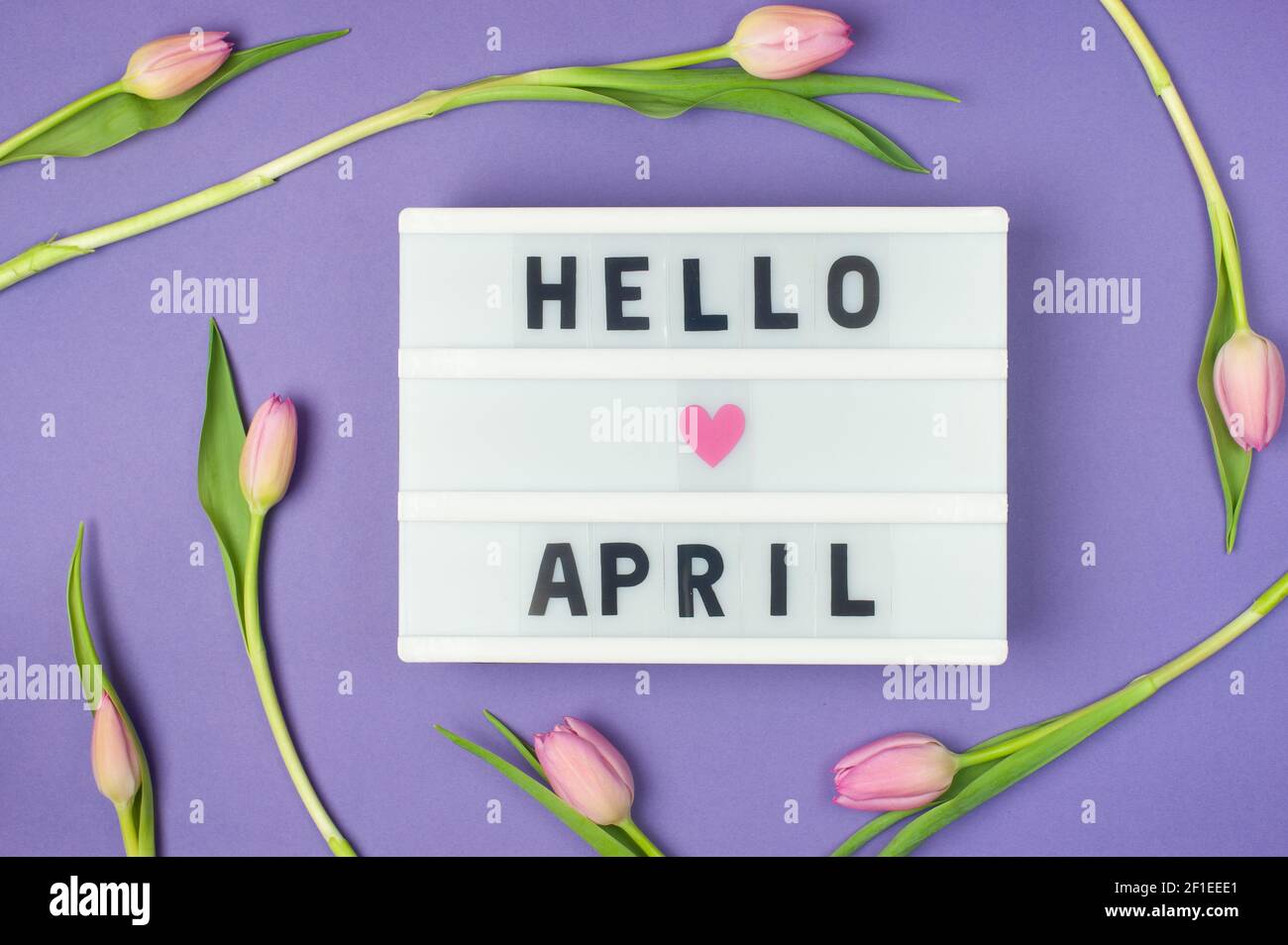 Ciao aprile - testo sul display light box su sfondo viola con tulipani rosa. Colori pastello, immagine morbida. Biglietto d'auguri floreale. Disposizione piatta Foto Stock