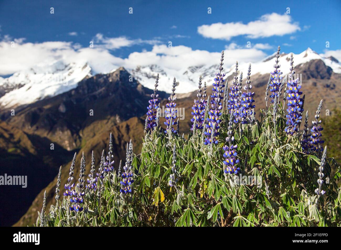 Monte Saksarayuq con fiori di Lupin, montagne delle Ande, sentiero escursionistico di Choquequirao vicino a Machu Picchu, sentiero Inca, Cuzco o regione di Cusco in Perù Foto Stock