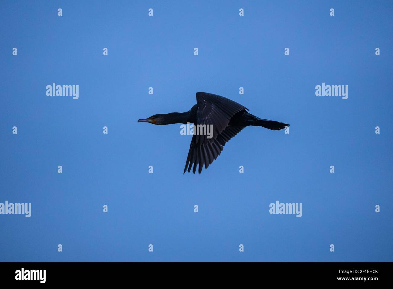 Un cormorano in volo , Camargue , Francia Foto Stock