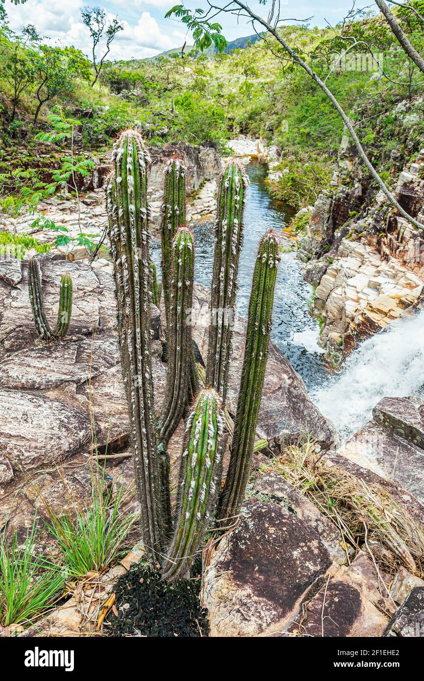 Cactus che cresce nel mezzo di rocce sedimentarie accanto ad un torrente. Paesaggio di São João Batista do Glória, Minas Gerais - Brasile. Foto Stock