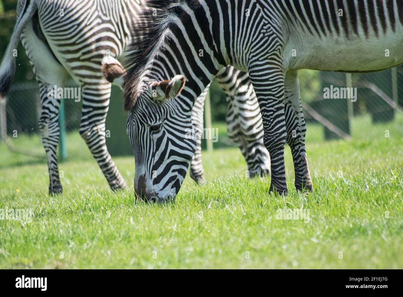 Pascolo di Zebra in un paddock in un parco safari Foto Stock
