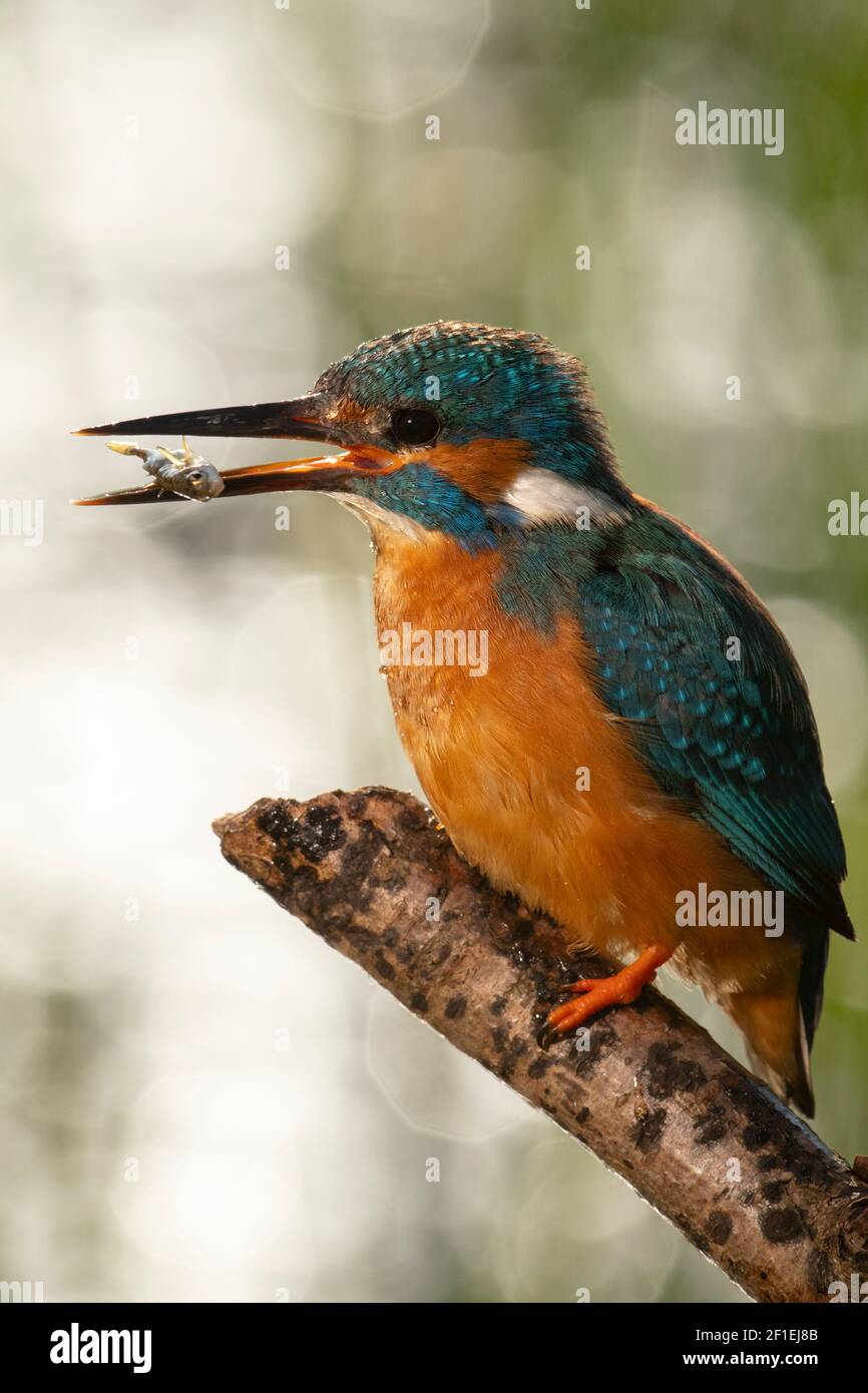 Martin pescatore europeo (Alcedo atthis), maschio adulto, che perching su bastone con pesce stickleback a tre spini (Gasterosteus aculeatus), Somerset, Regno Unito, maggio 2017 Foto Stock