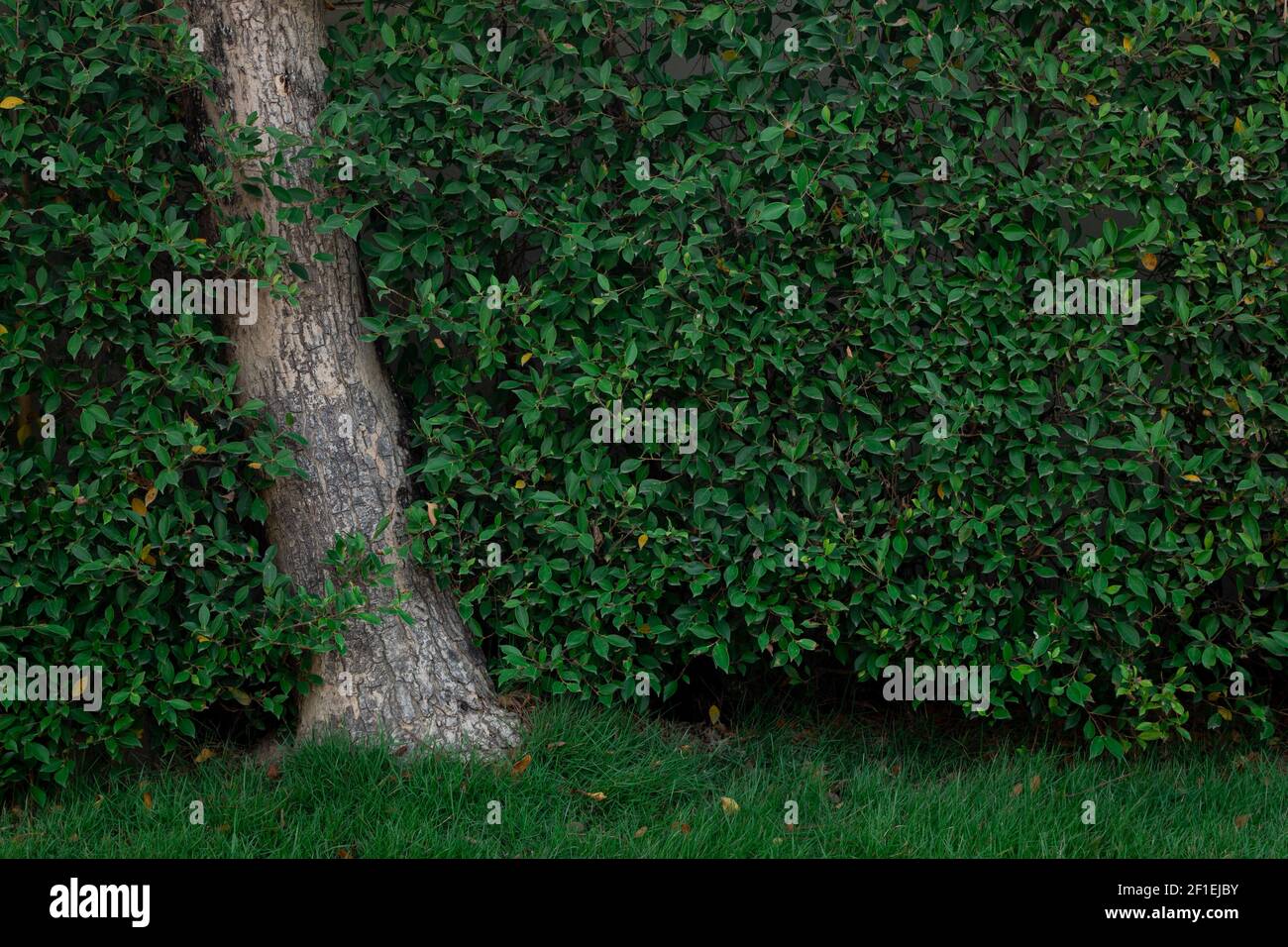Foglie verdi eco natura muro sfondo Foto Stock