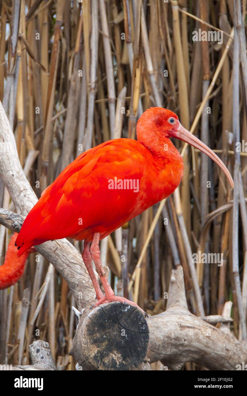 Ibis Scarlet, uccello sudamericano Foto Stock