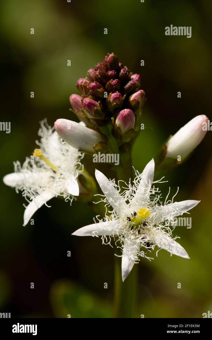 Bogbean (Menyanthes trifoliata) testa di fiore in stagno di giardino, Somerset, UK, aprile 2020. Foto Stock