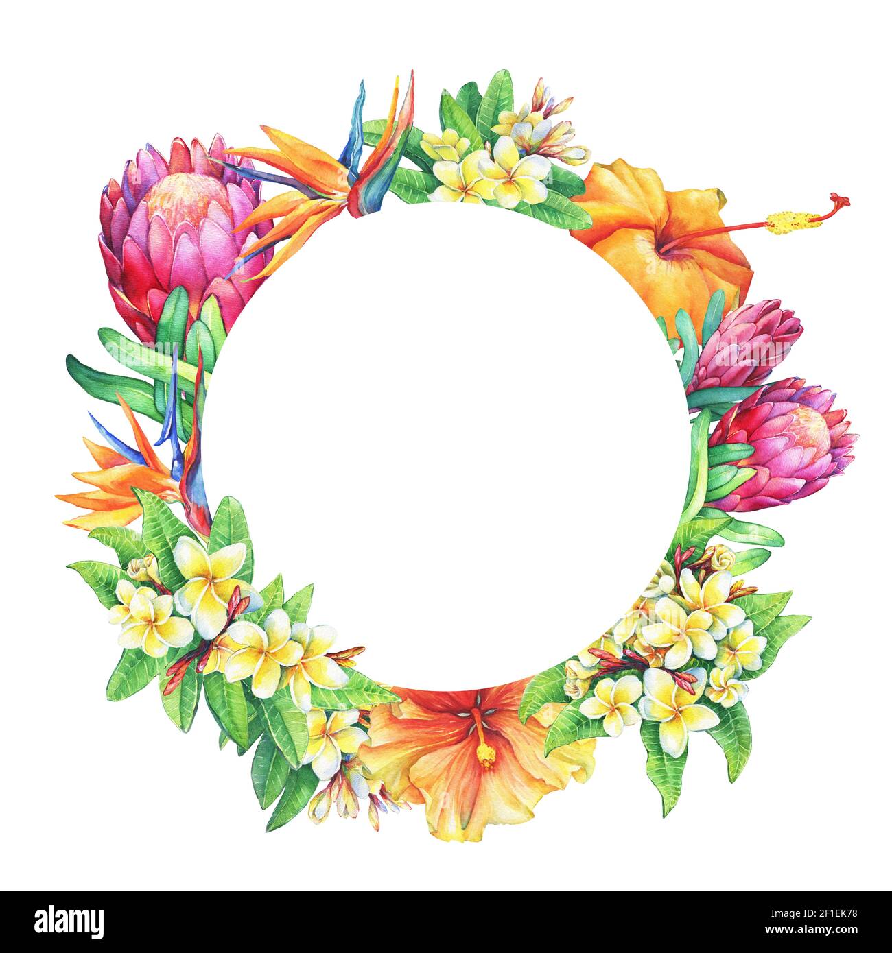 Cornice rotonda con rami viola protea, plumeria, strelitzia e fiori tropicali ibisco. Pittura ad acquerello disegnata a mano su sfondo bianco. Foto Stock