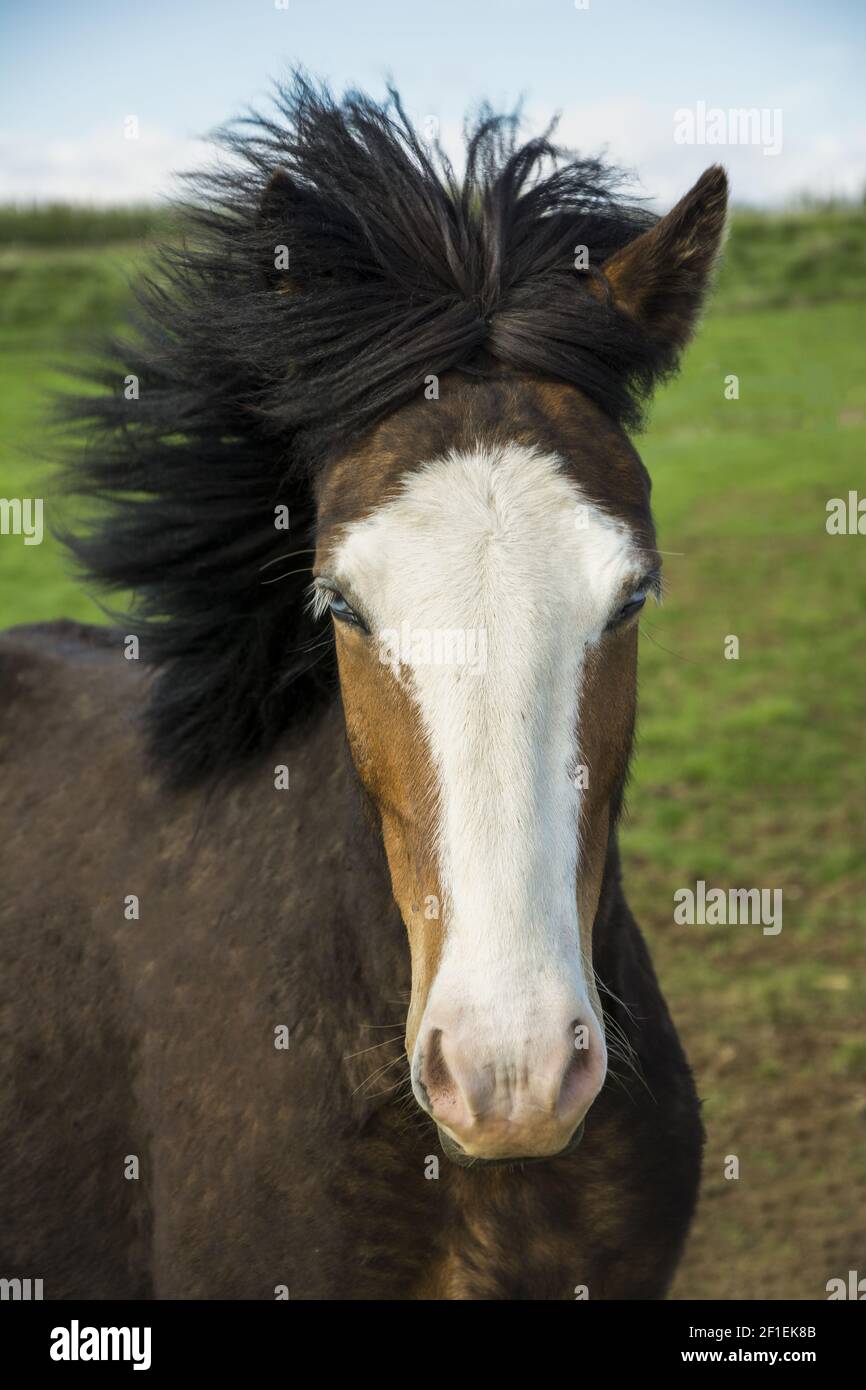 Cavallo islandese dagli occhi blu Foto Stock