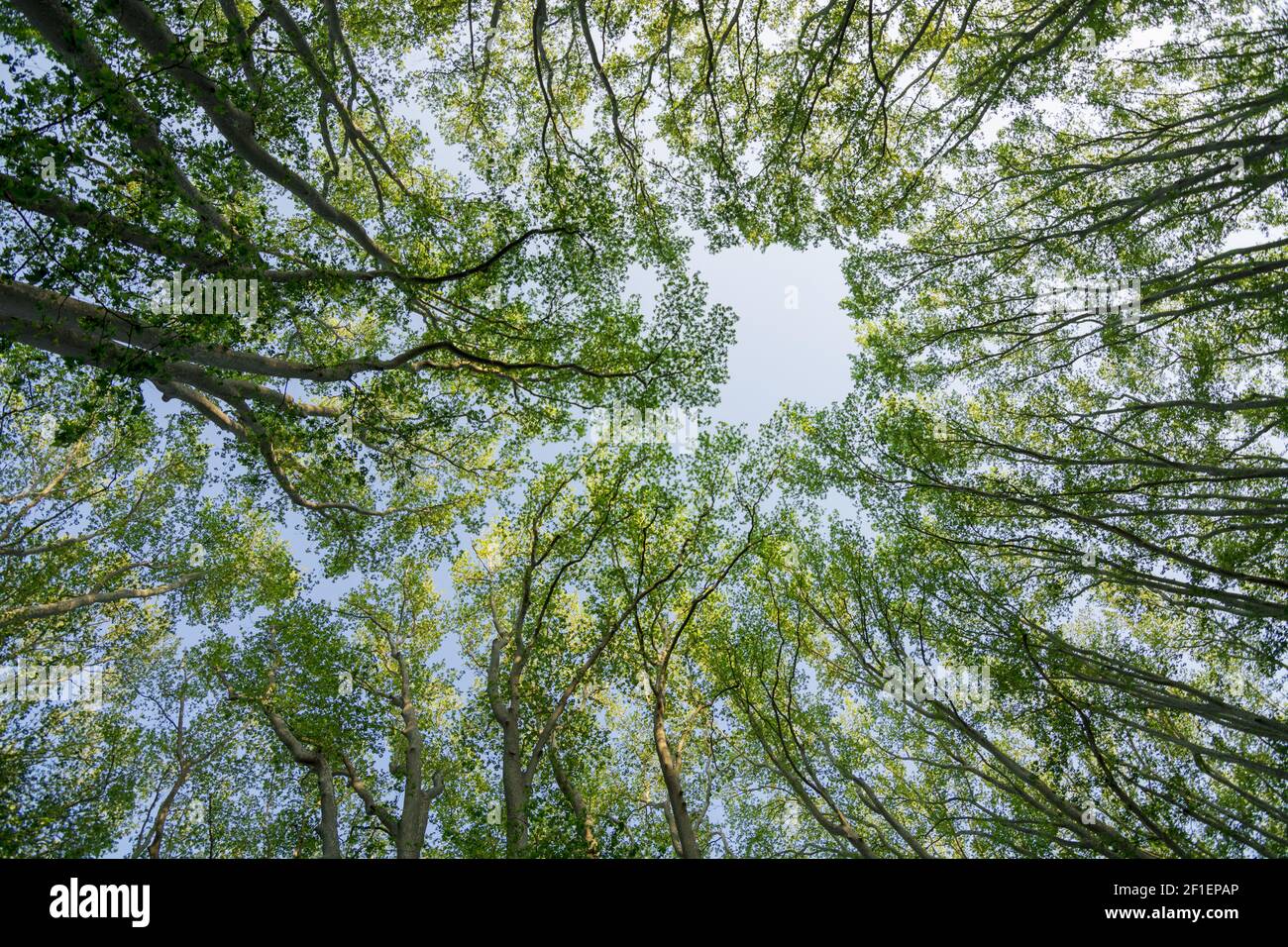 Vista verso l'alto di alberi di primavera con foglie gialle contro il blu cielo Foto Stock
