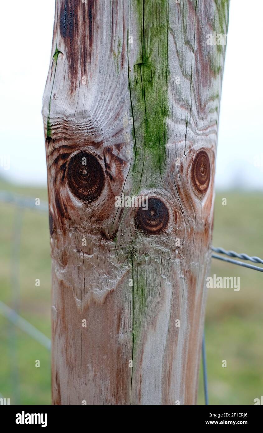 faccia su palo di recinzione di legno, norfolk, inghilterra Foto Stock