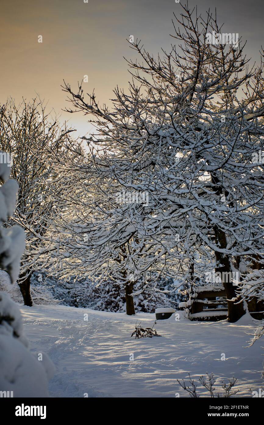 Alberi coperti di neve nel giardino di piccole proprietà della brughiera dello Yorkshire a. 900ft Foto Stock