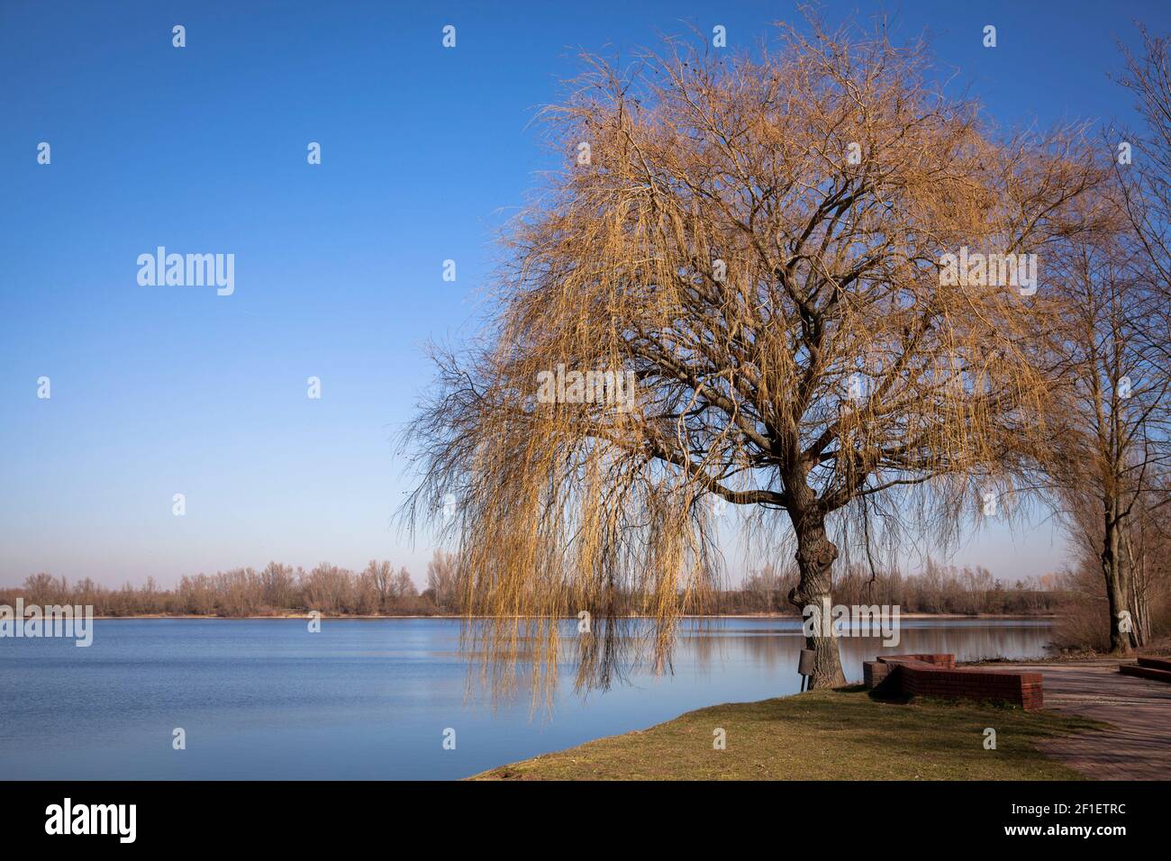 Salice piangente a Wardt sul lago Xantener Nordsee, Xanten, Nord Reno-Westfalia, Germania. Trauerweide am Hafen Wardt an der Xantener Nordsee, Xa Foto Stock