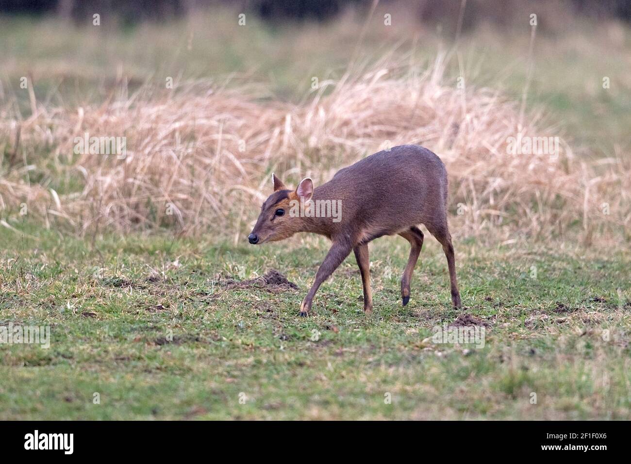 Muntjac di Reeves (Muntiacus reevesi) Foto Stock