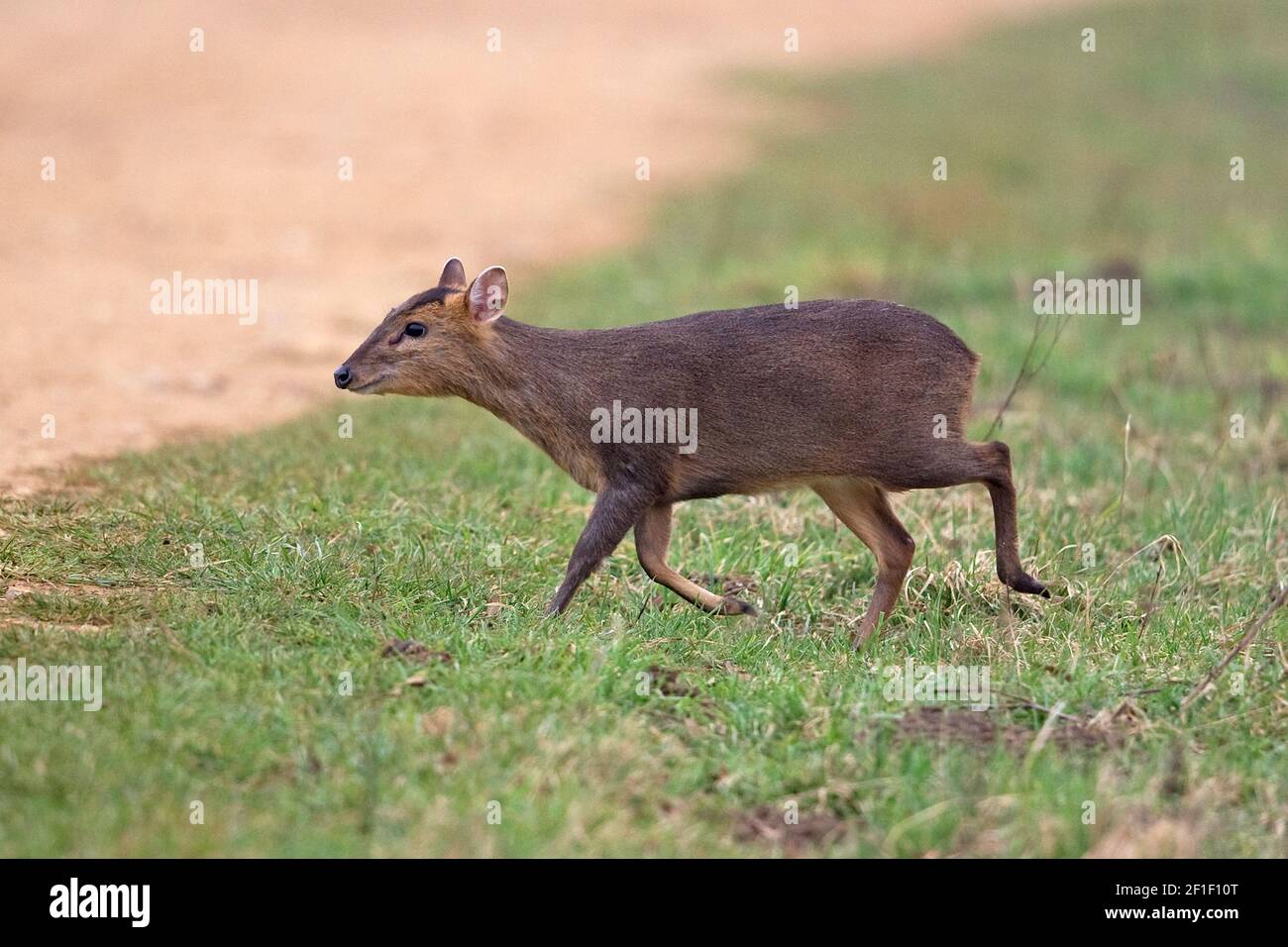 Muntjac di Reeves (Muntiacus reevesi) Foto Stock