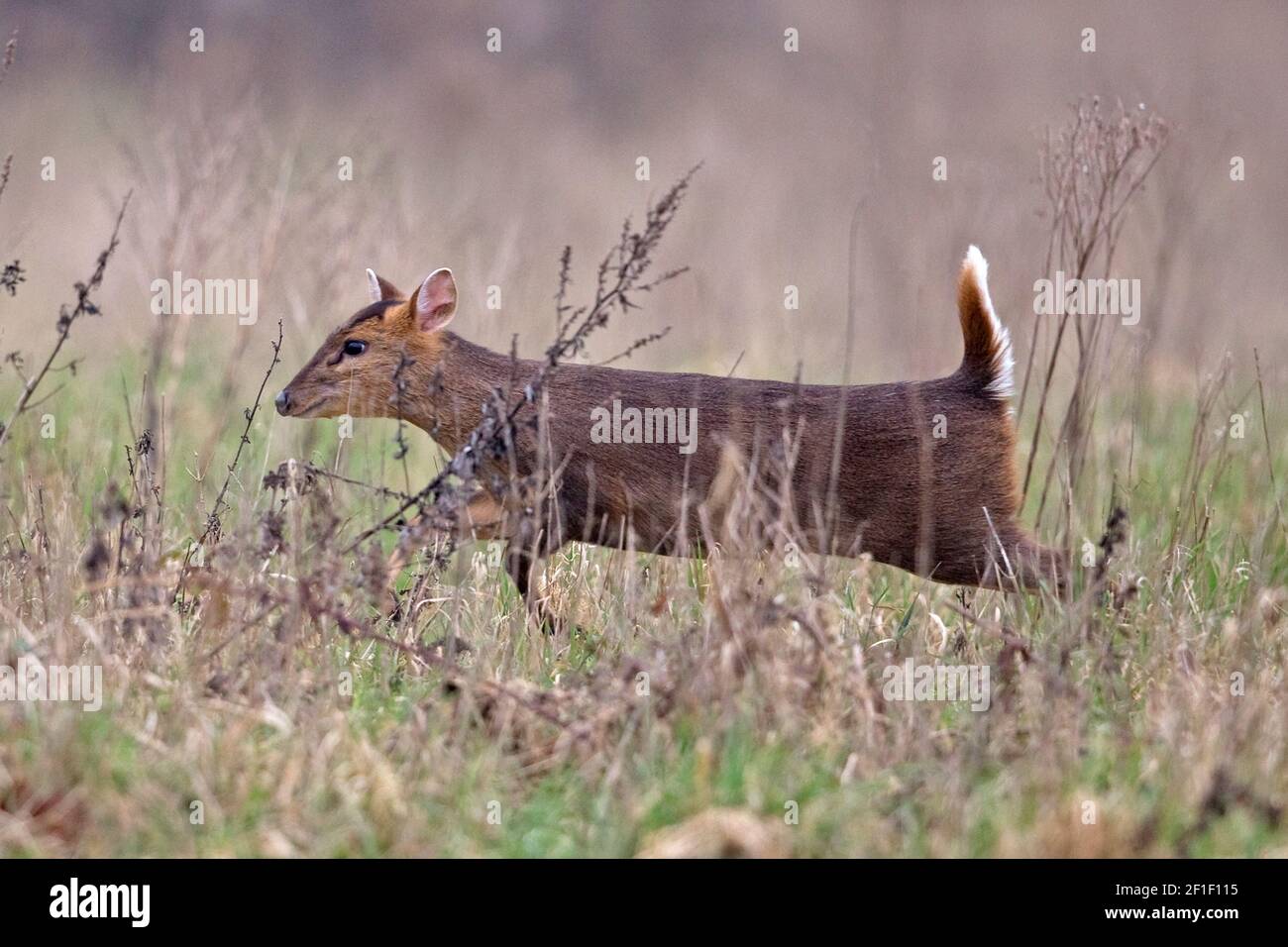 Muntjac di Reeves (Muntiacus reevesi) Foto Stock