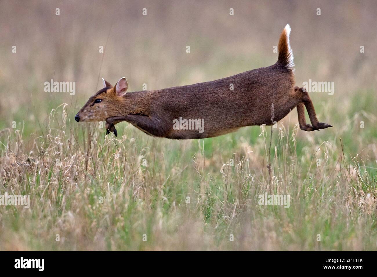 Muntjac di Reeves (Muntiacus reevesi) Foto Stock