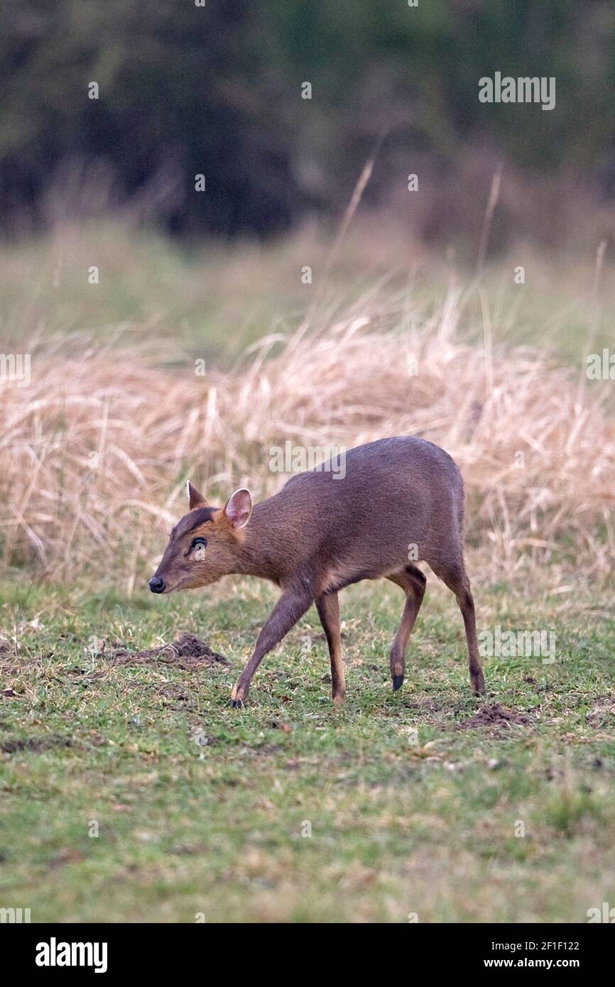 Muntjac di Reeves (Muntiacus reevesi) Foto Stock