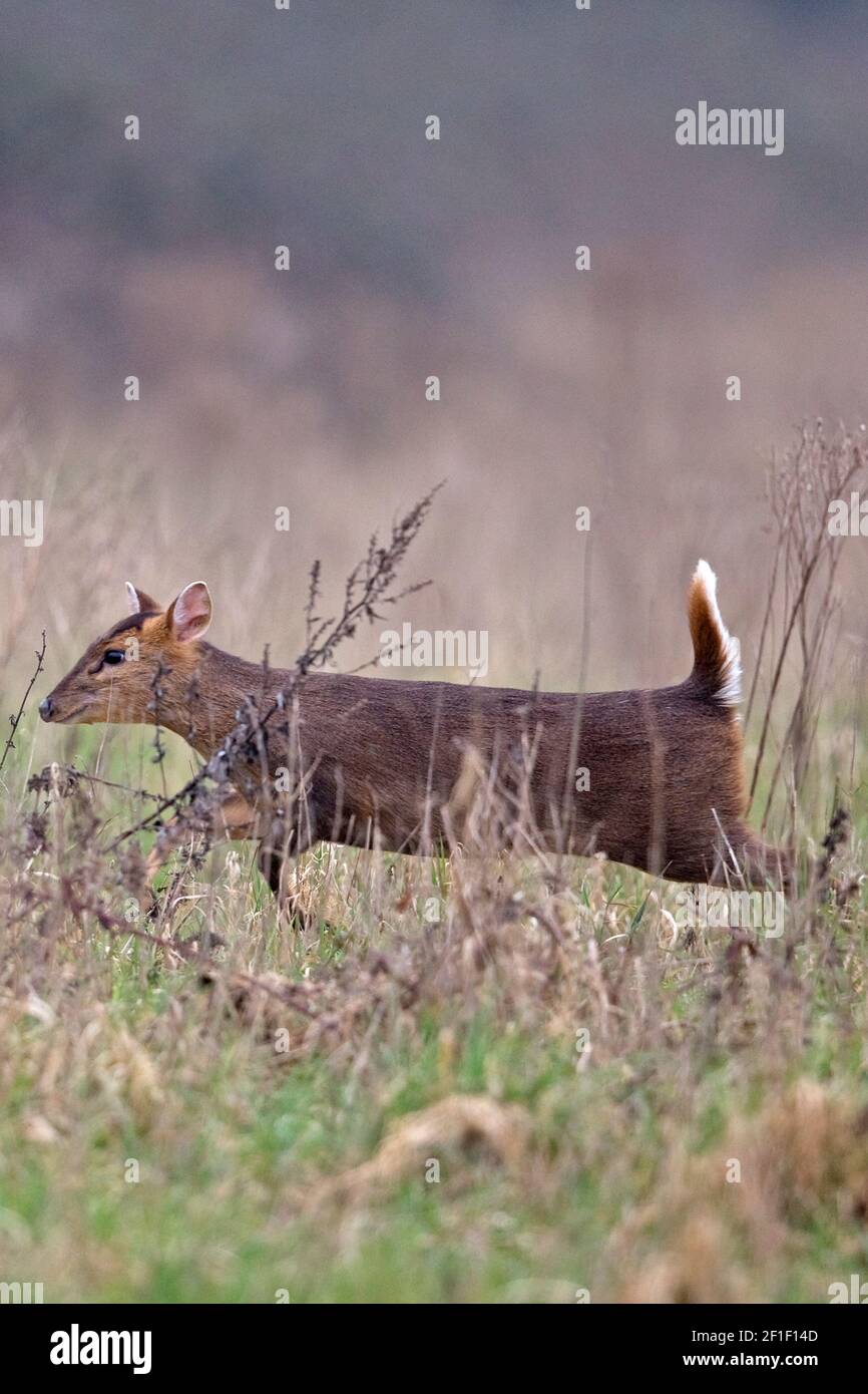 Muntjac di Reeves (Muntiacus reevesi) Foto Stock