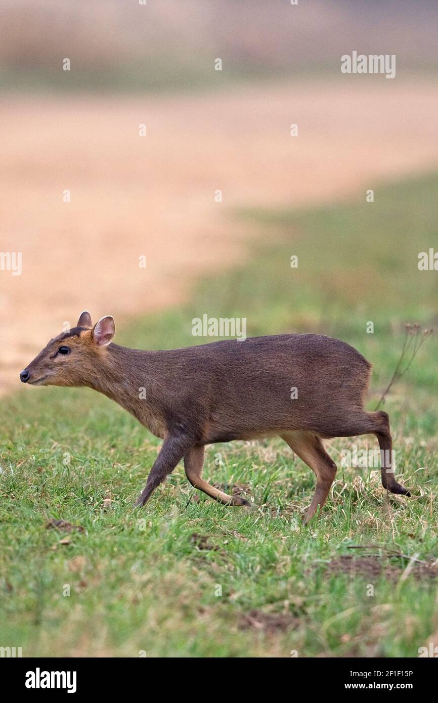 Muntjac di Reeves (Muntiacus reevesi) Foto Stock