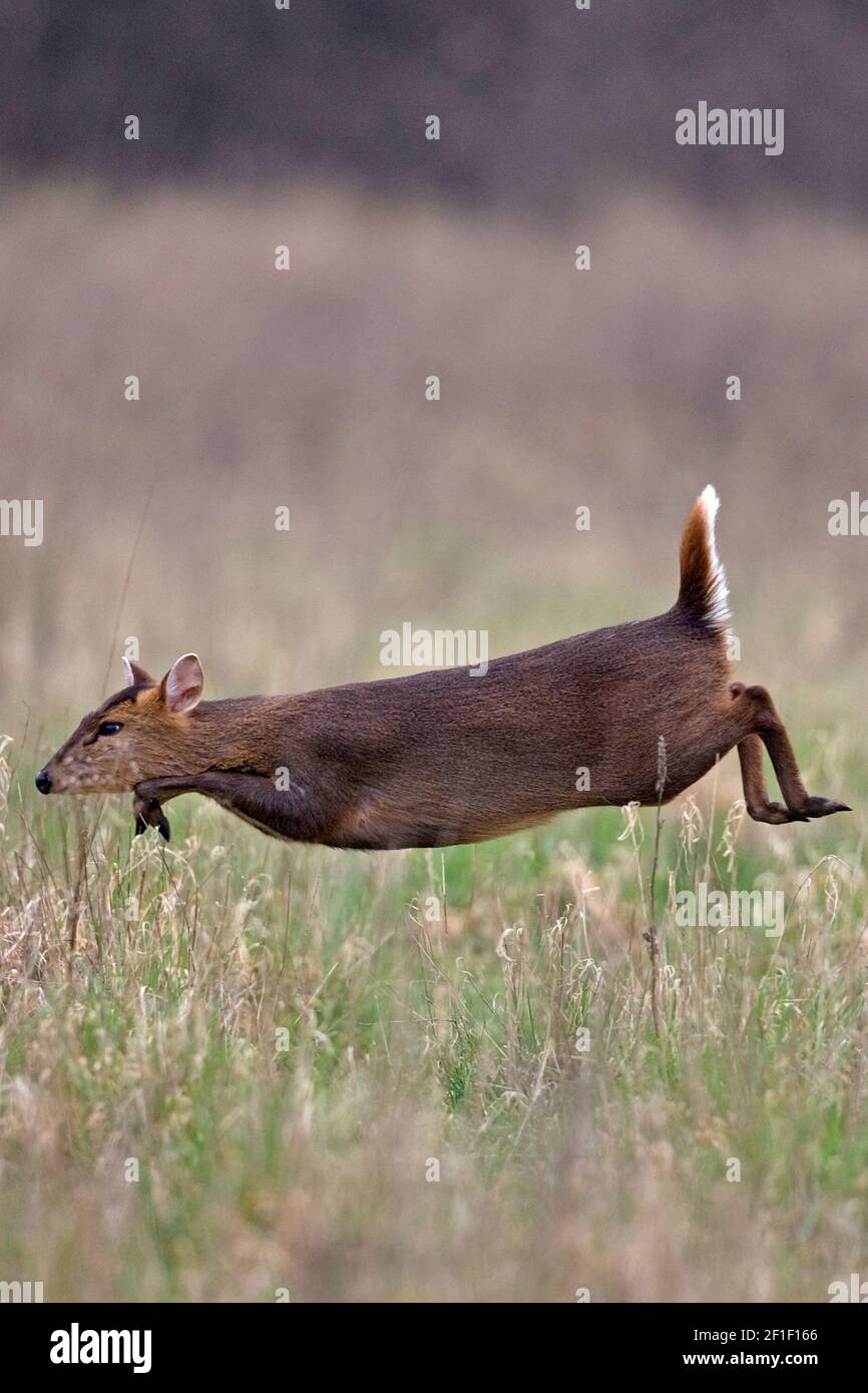 Muntjac di Reeves (Muntiacus reevesi) Foto Stock