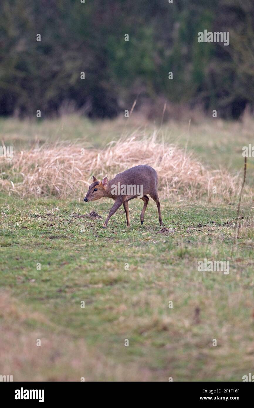 Muntjac di Reeves (Muntiacus reevesi) Foto Stock