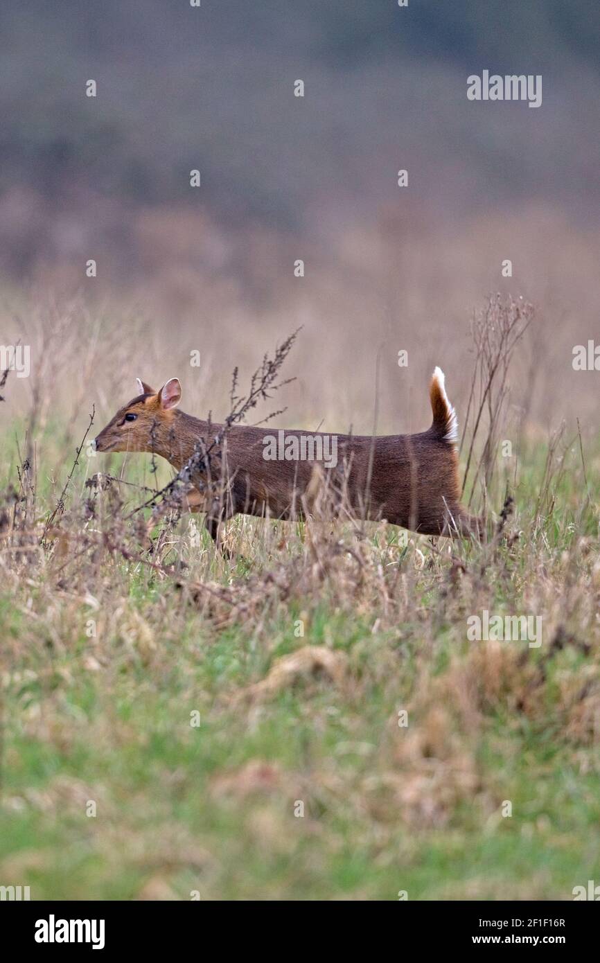 Muntjac di Reeves (Muntiacus reevesi) Foto Stock