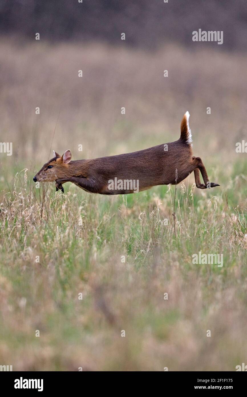 Muntjac di Reeves (Muntiacus reevesi) Foto Stock