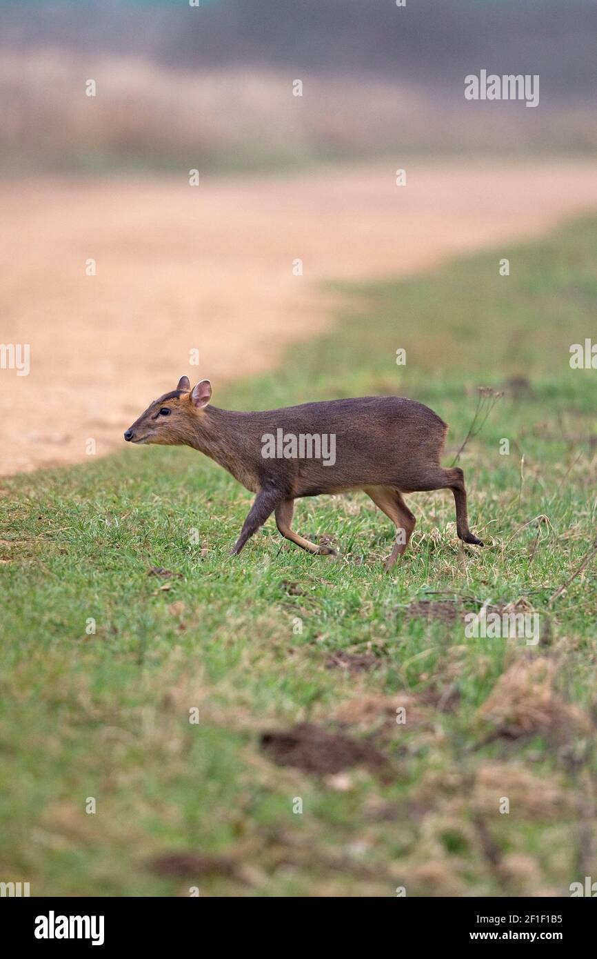 Muntjac di Reeves (Muntiacus reevesi) Foto Stock