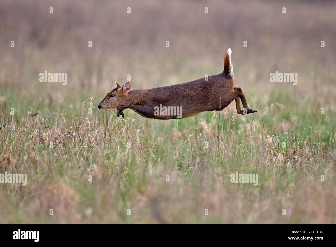 Muntjac di Reeves (Muntiacus reevesi) Foto Stock