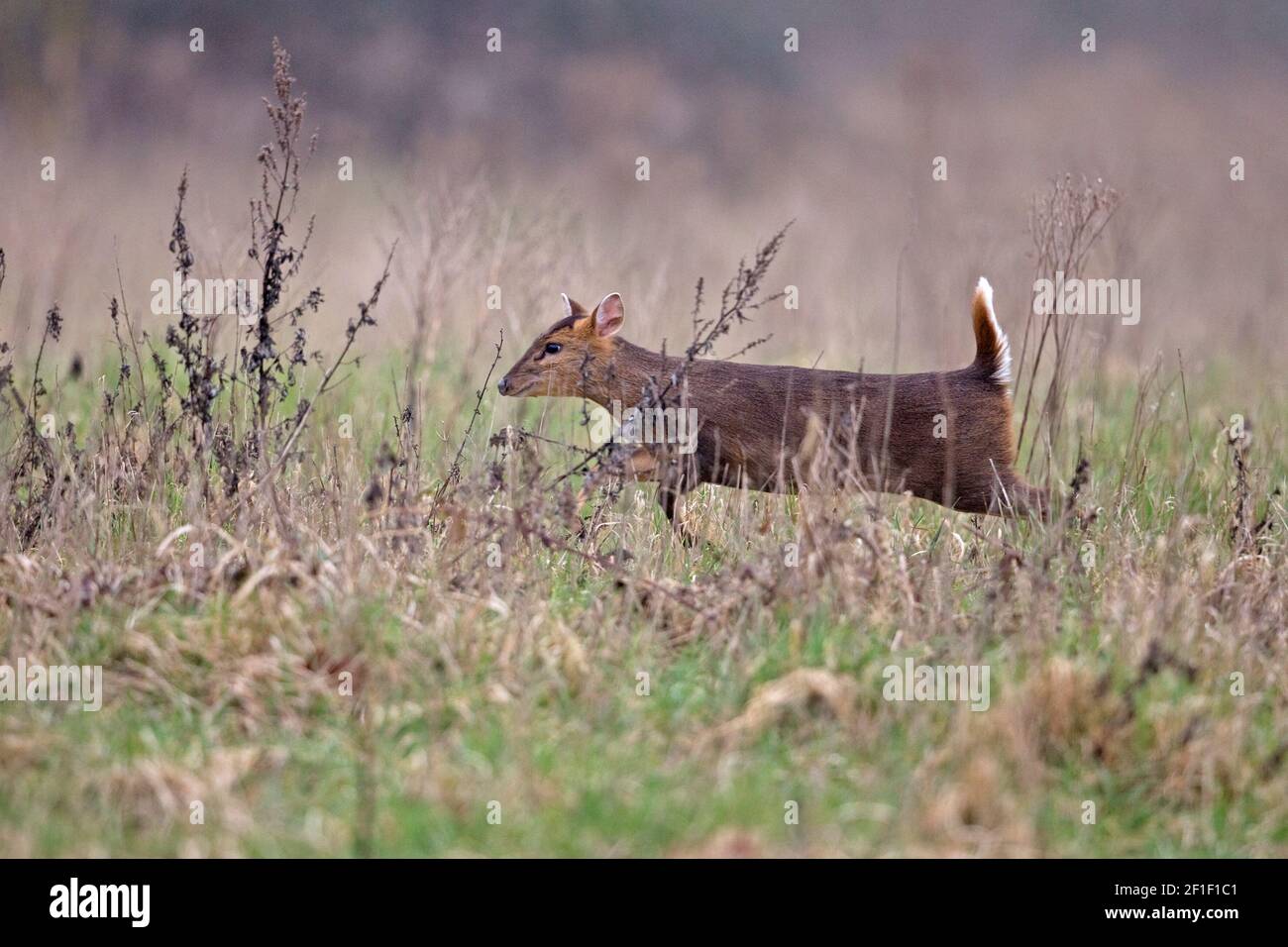 Muntjac di Reeves (Muntiacus reevesi) Foto Stock