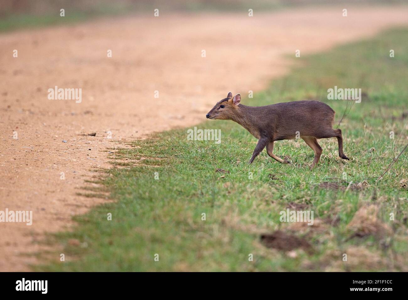 Muntjac di Reeves (Muntiacus reevesi) Foto Stock