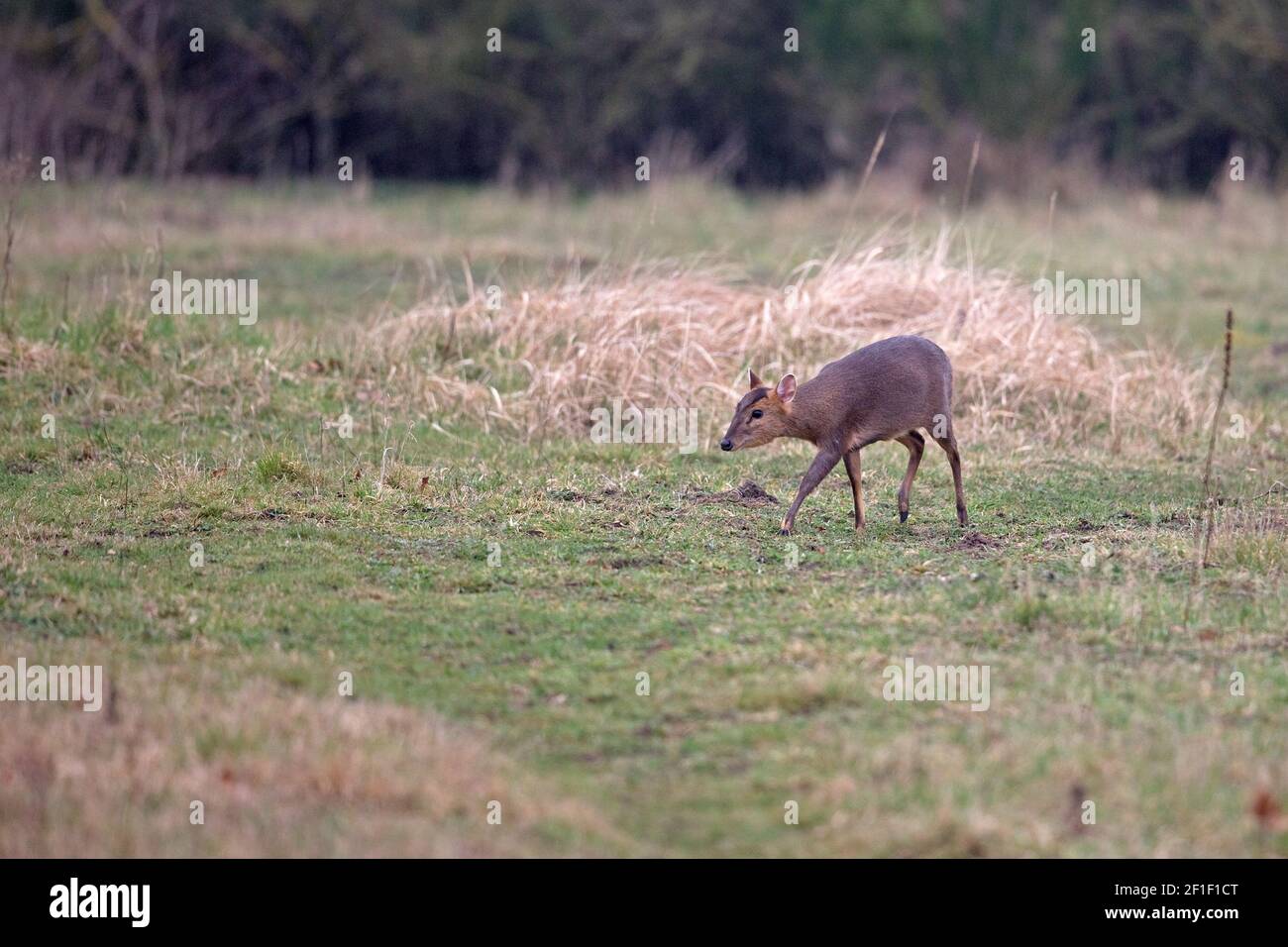 Muntjac di Reeves (Muntiacus reevesi) Foto Stock