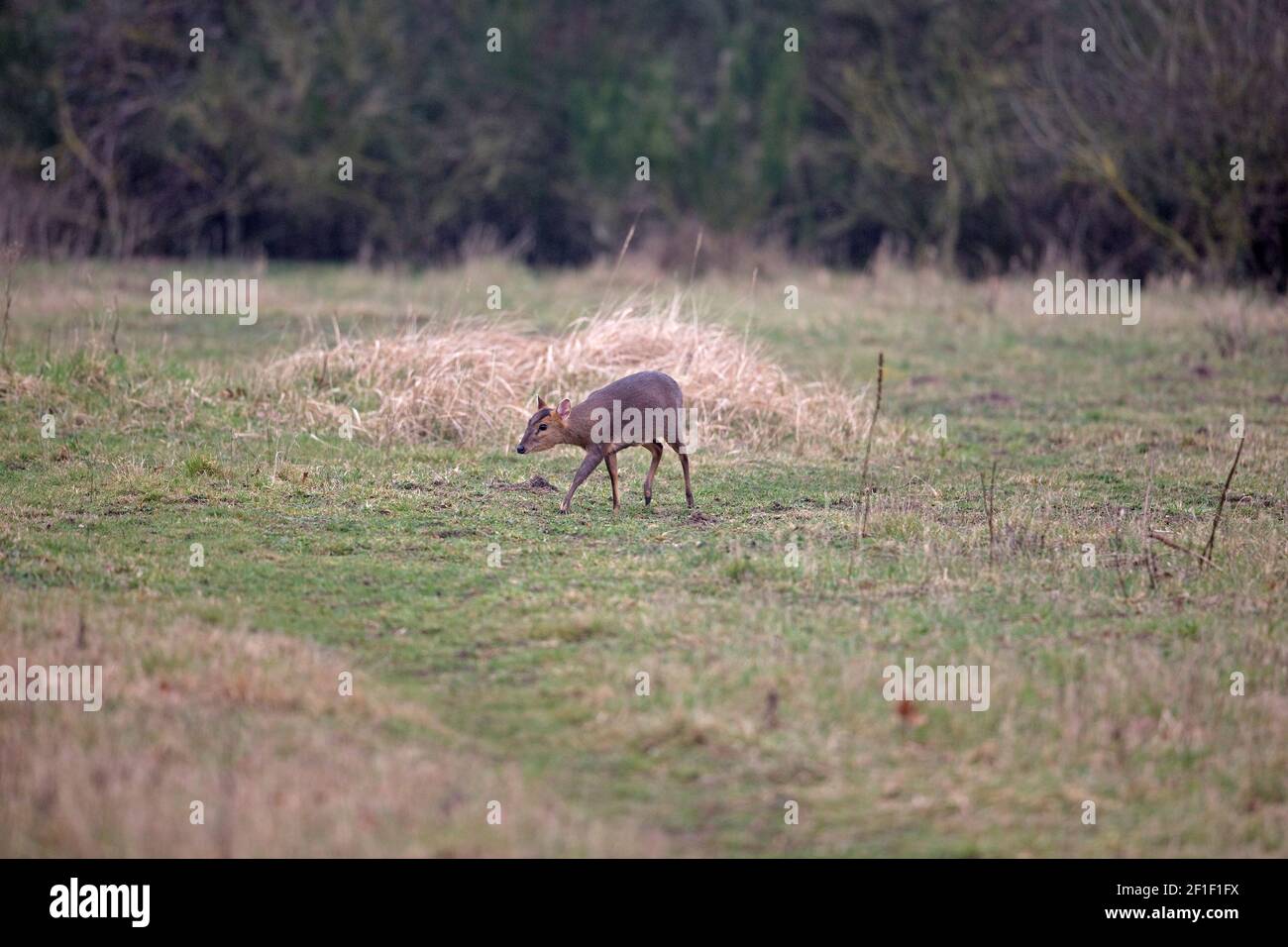 Muntjac di Reeves (Muntiacus reevesi) Foto Stock