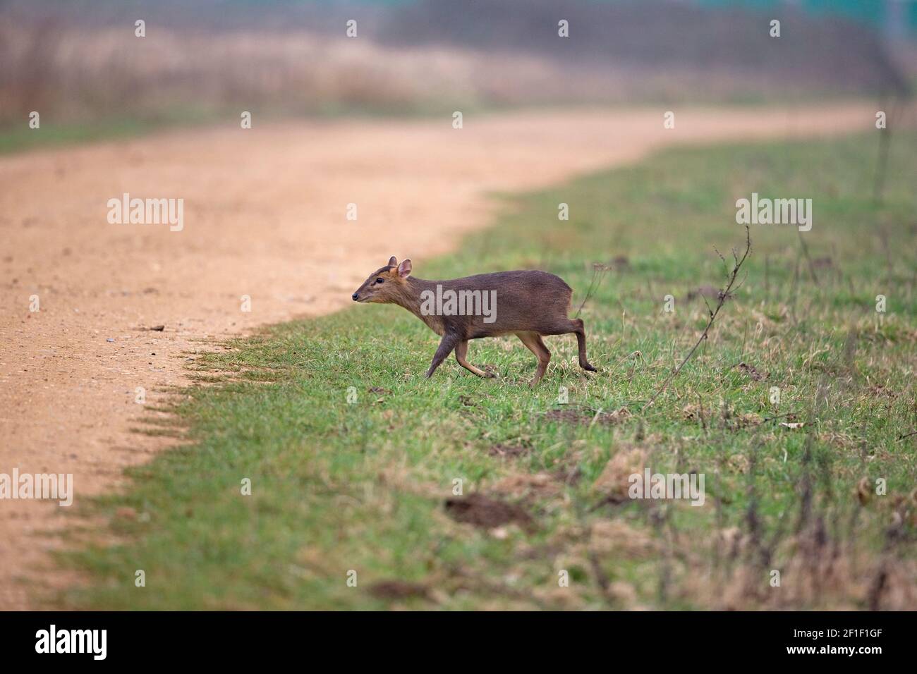 Muntjac di Reeves (Muntiacus reevesi) Foto Stock