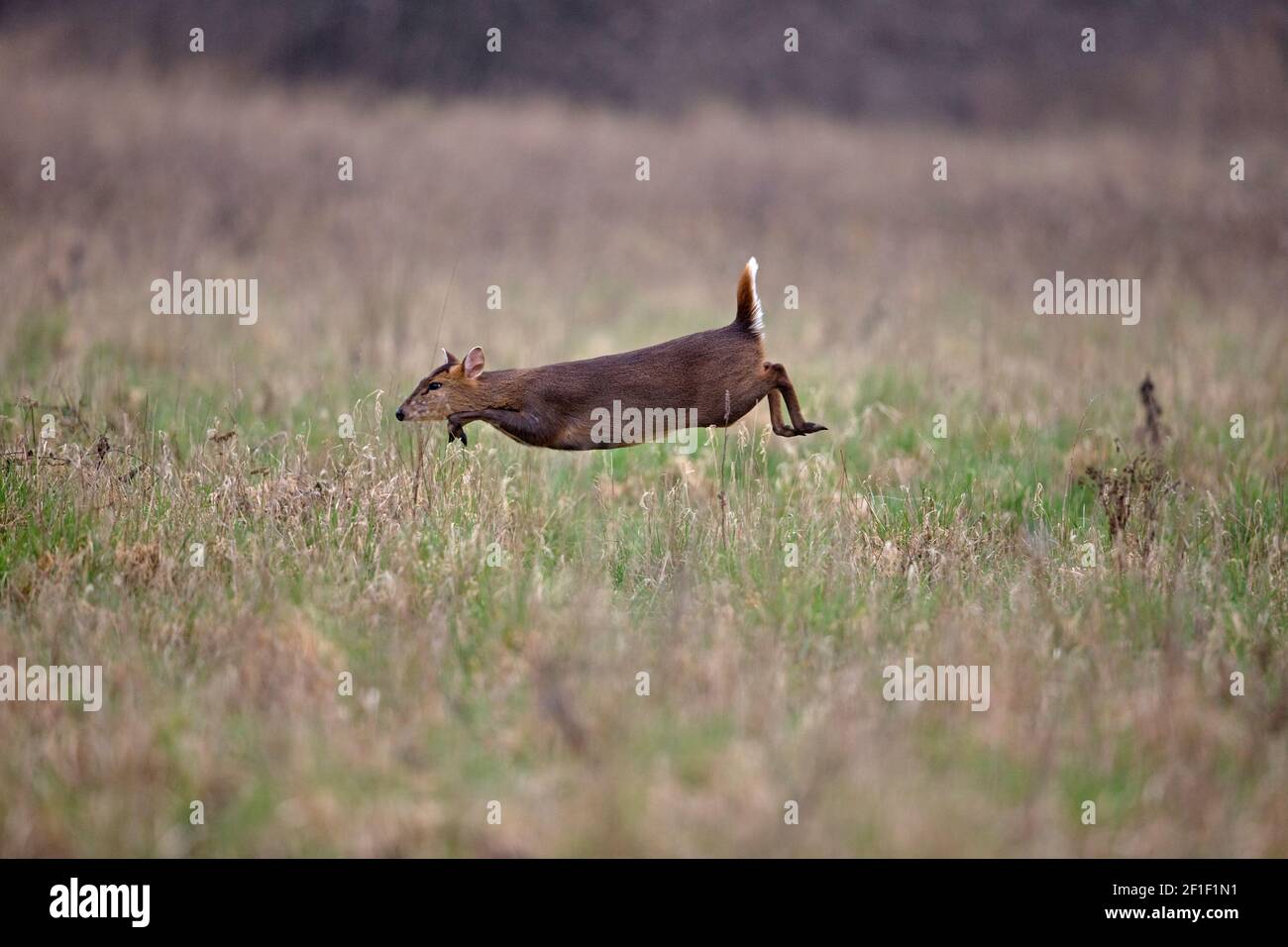 Muntjac di Reeves (Muntiacus reevesi) Foto Stock