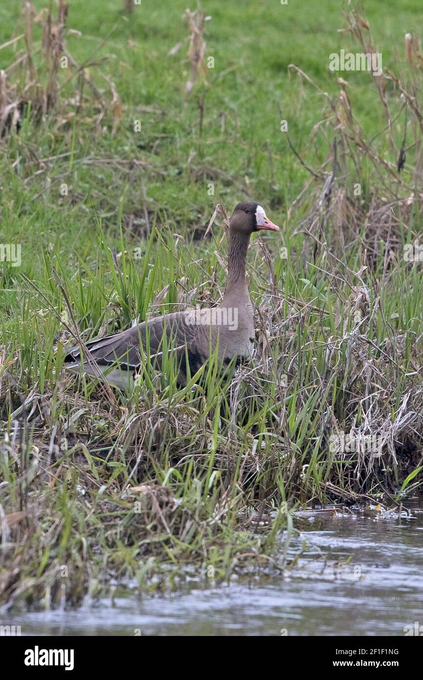 Eurasian bianco-fronteggiata Goose (Anser albifrons) Foto Stock