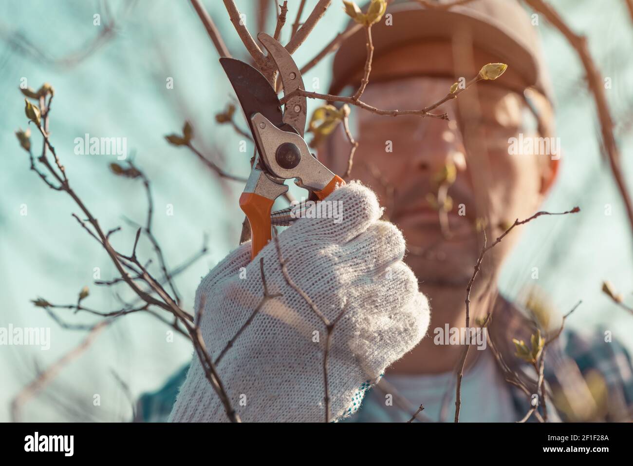 Coltivatore taglio rami in frutteto di ciliegio con cesoie potatrici, primo piano con fuoco selettivo Foto Stock