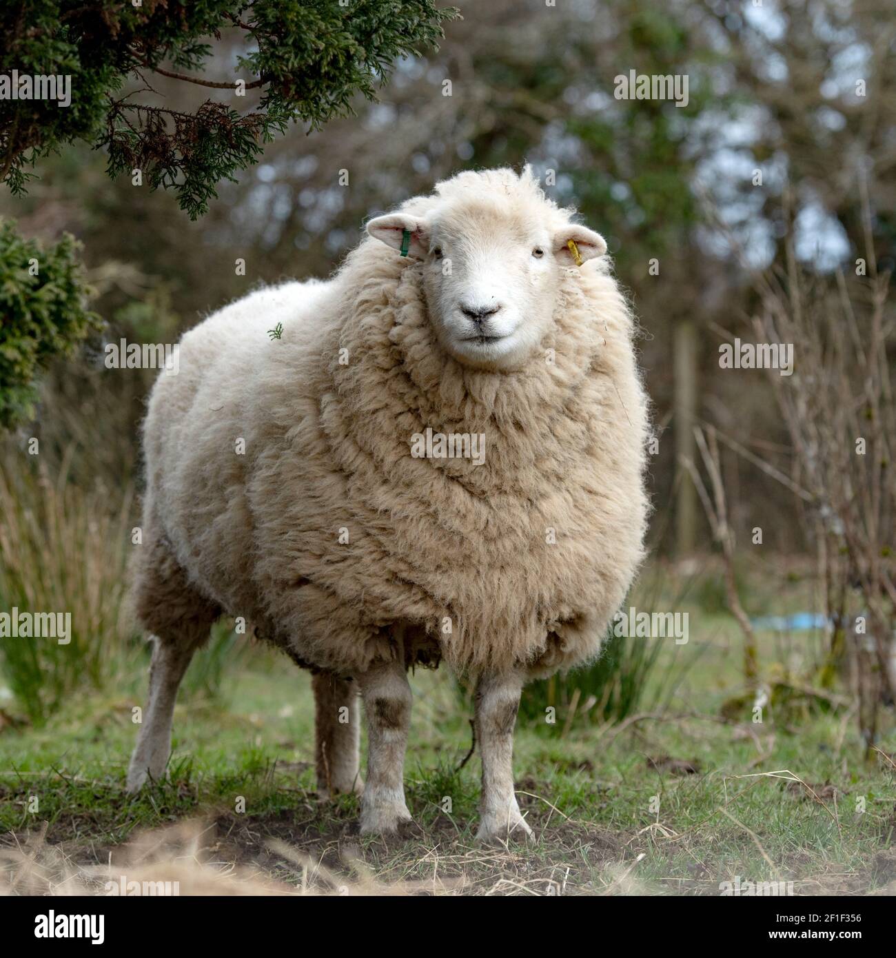 pecore Foto Stock