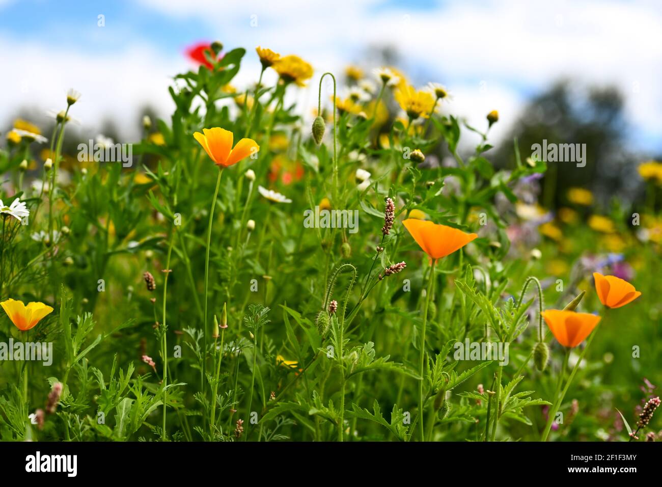 fiori selvatici bellissimi e colorati, mondo naturale o modello di carte da matrimonio Foto Stock