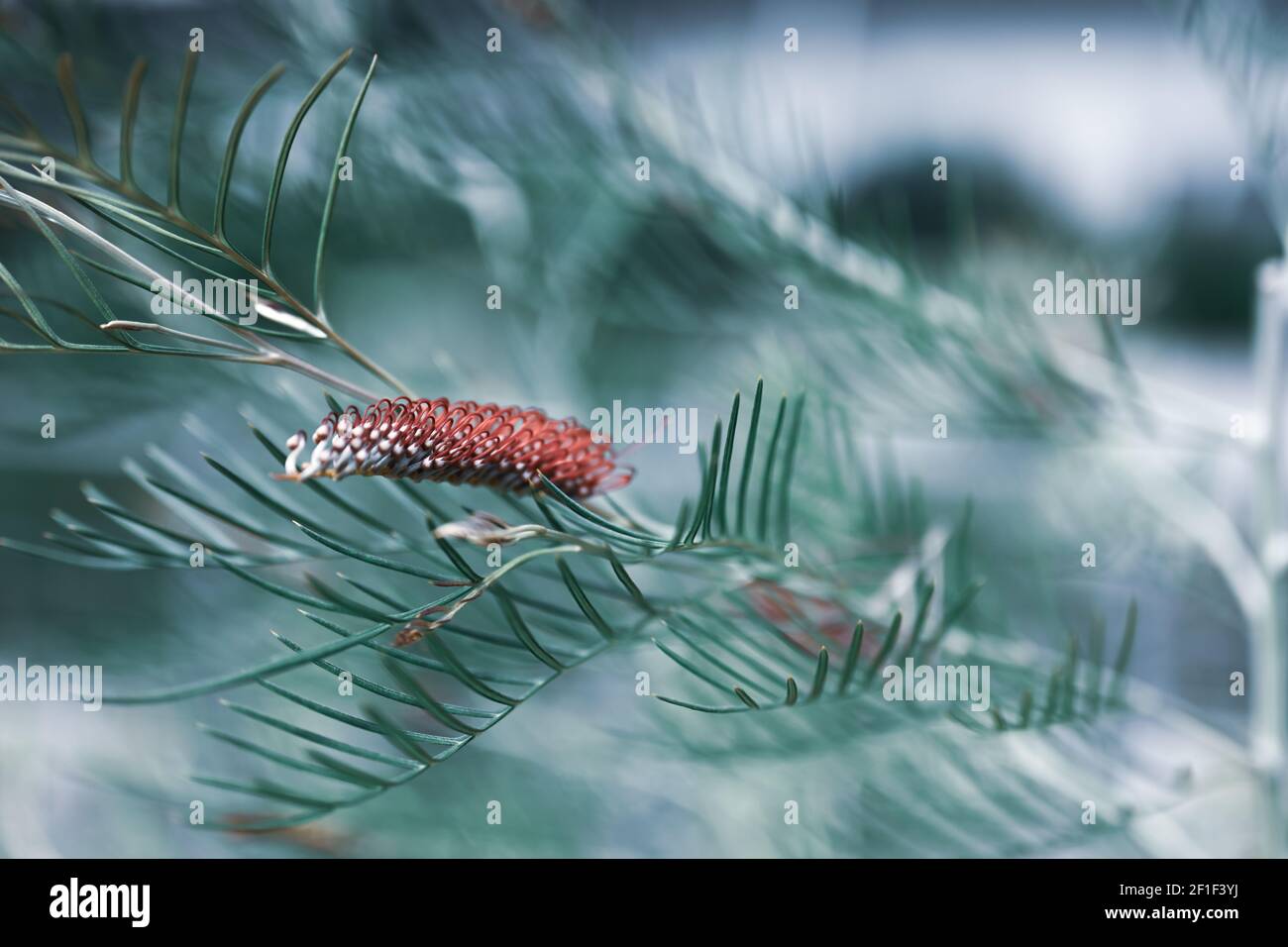 bella foto di sfondo del mondo naturale, potrebbe essere utilizzato come un modello di scheda o sito web Foto Stock