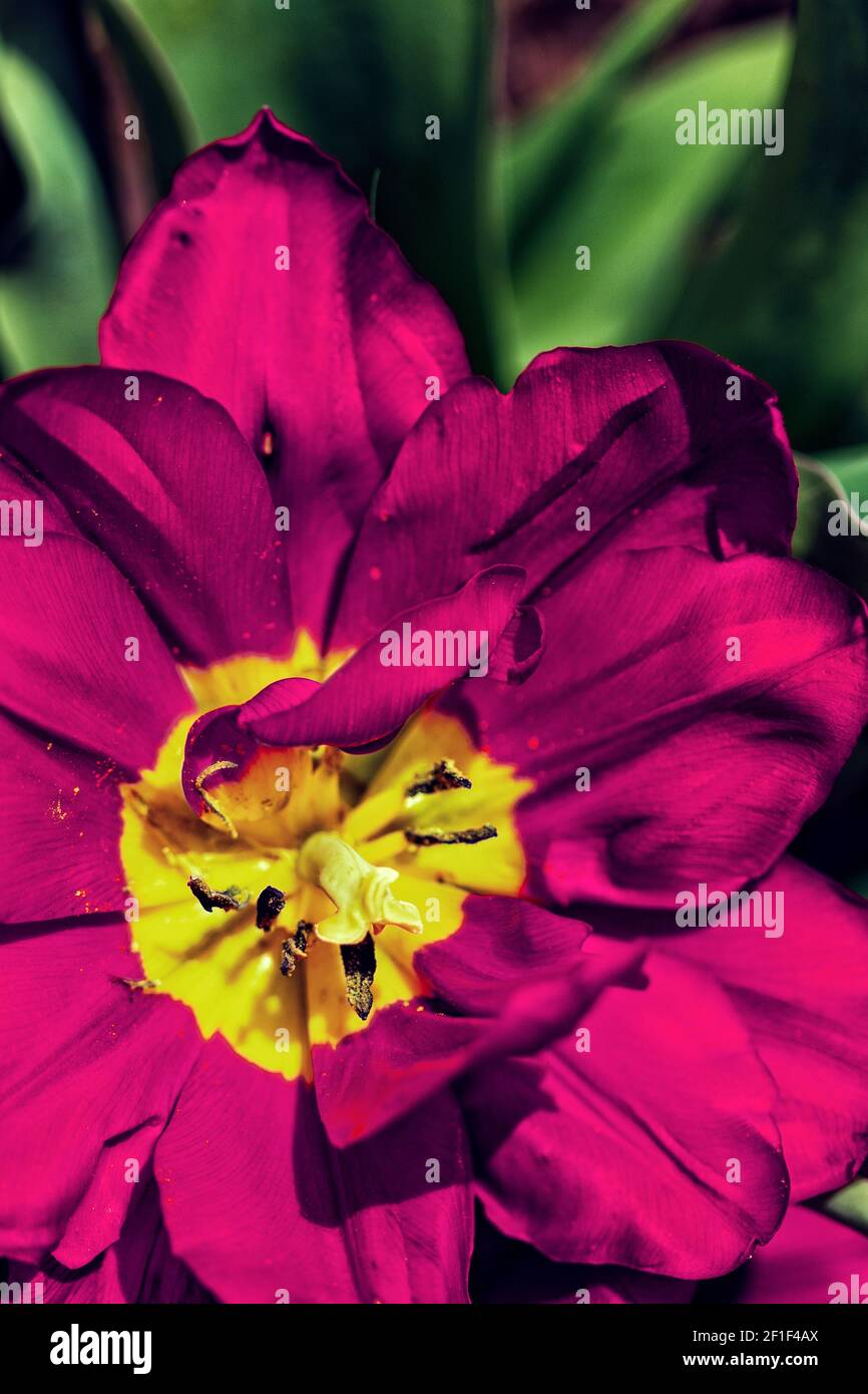Questo tulipano rosso (Tulipa) è aperto al sole, nel giardino murato sulla Biltmore Estate a Asheville, NC, Stati Uniti Foto Stock