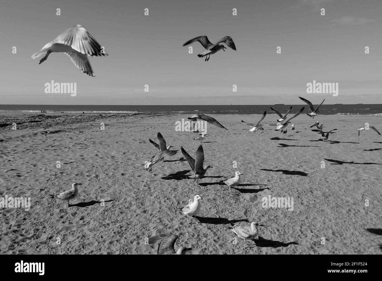 Un gruppo di gabbiani che sorvolano la spiaggia. Foto Stock