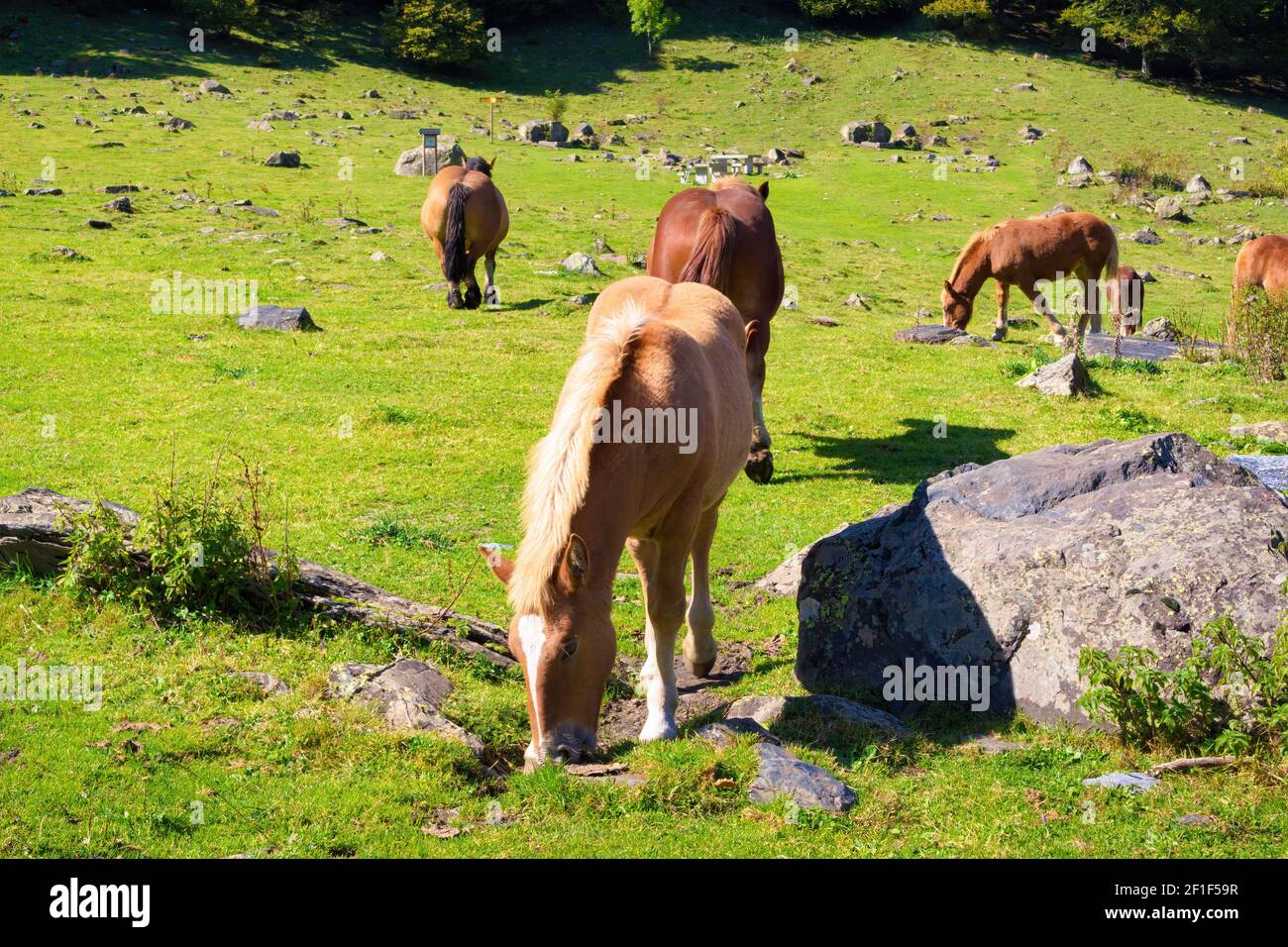 Vista dei cavalli nativi dei Pirenei che pascolano attraverso la valle di Artiga de Lin nella Valle di Aran, Catalogna, Spagna Foto Stock