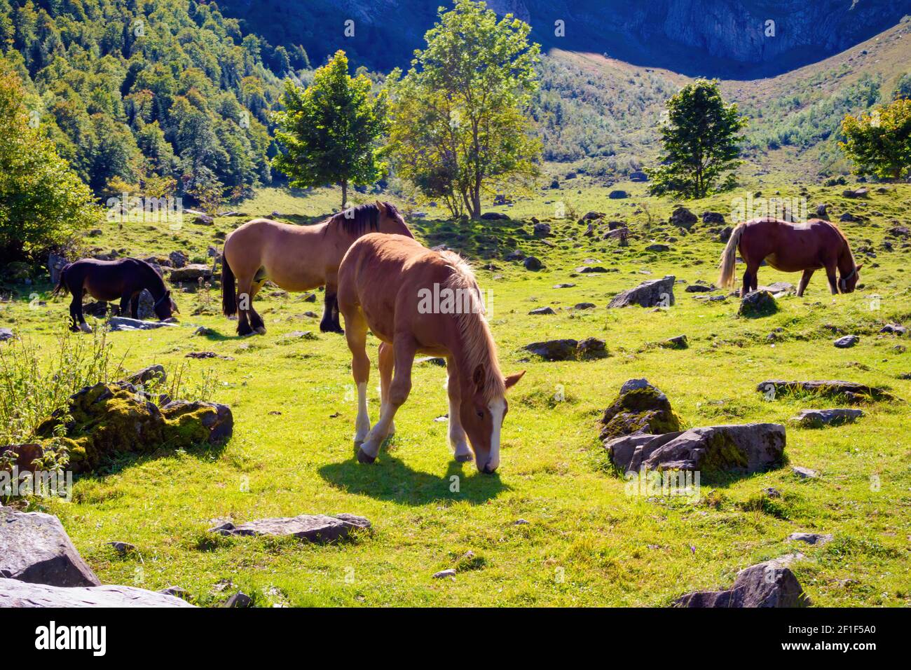 Vista dei cavalli nativi dei Pirenei che pascolano attraverso la valle di Artiga de Lin nella Valle di Aran, Catalogna, Spagna Foto Stock