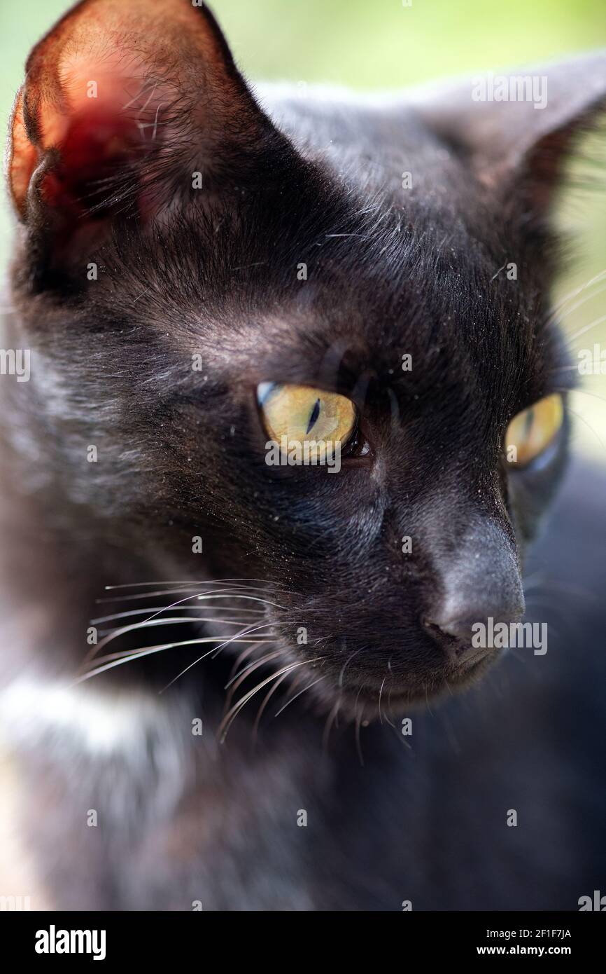 Closeup di gatto nero domestico con gli occhi affilati su un giorno di sole Foto Stock